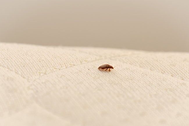 Bed Bug Exterminator Baltimore Treatment